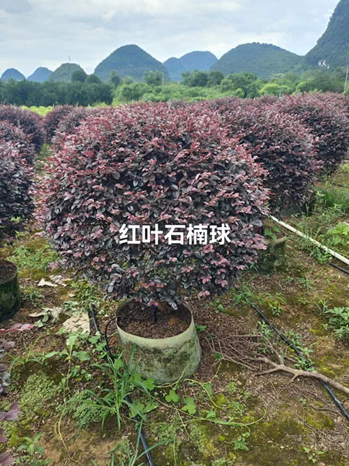 紅葉石楠樹